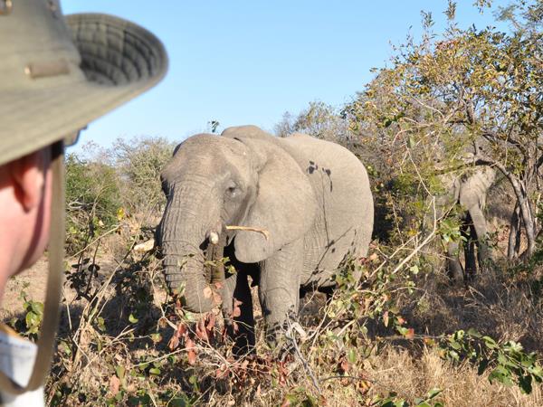 Three Reserve safari in South Africa