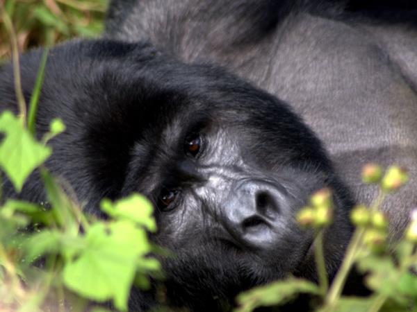Primate tour in Rwanda and Uganda