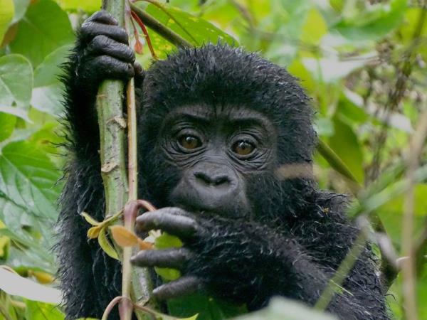 Uganda gorilla tracking and wildlife safari holiday