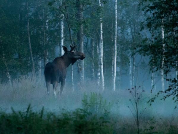 Sweden holidays, Wolves, Moose and Beavers