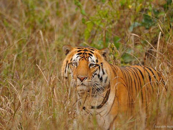 Central India holiday, culture and wildlife