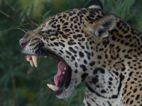 Brazil wildlife tour, jaguars and waterfalls 