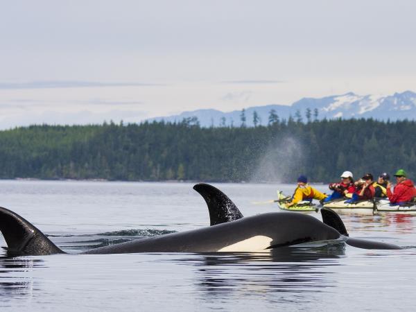 Kayak with orcas holiday in Canada