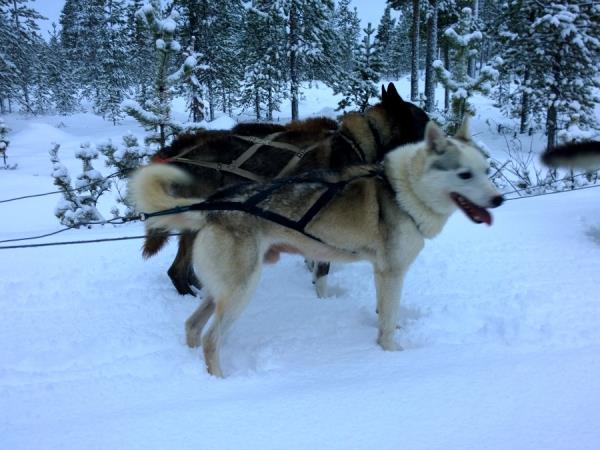 Lapland holiday, husky safari & log cottage