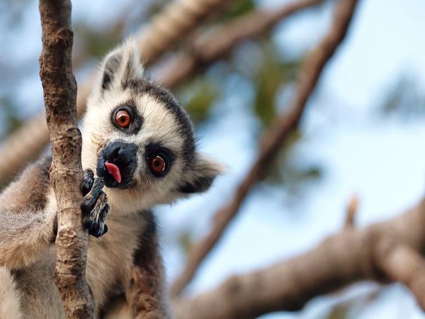 Family wildlife luxury tour in Madagascar