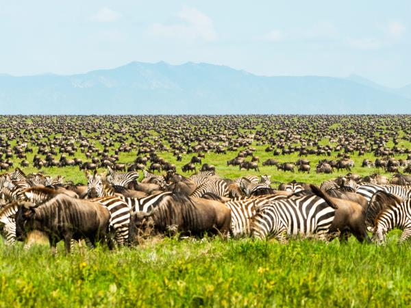 Serengeti holiday in Tanzania, the big five