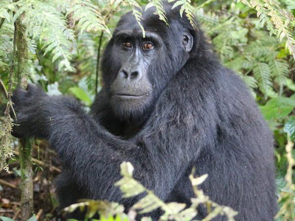 Rwanda primate holiday, 6 days
